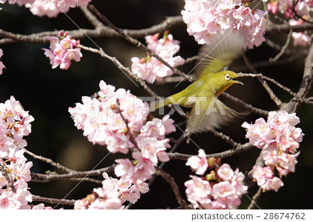 Blowjob and cherry blossoms Blowjob and cherry blossoms 28674762