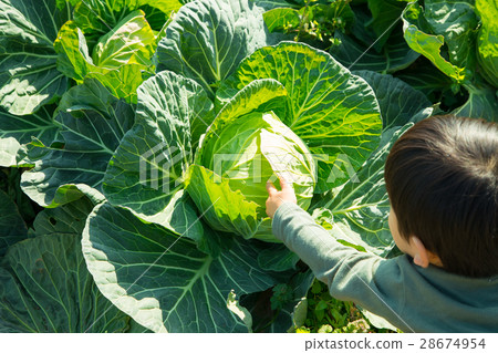 白菜蔬菜揚聲器農家農業TPP綠葉蔬菜 白菜蔬菜揚聲器農家農業TPP綠葉蔬菜 28674954