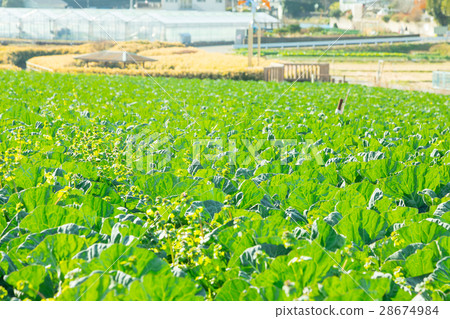 Cabbage vegetables Speaker farmhouse Agriculture TPP leafy vegetables Cabbage vegetables Speaker farmhouse Agriculture TPP leafy vegetables 28674984