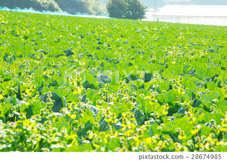 Cabbage vegetables Speaker farmhouse Agriculture TPP leafy vegetables 28674985