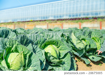 Cabbage vegetables Speaker farmhouse Agriculture TPP leafy vegetables Cabbage vegetables Speaker farmhouse Agriculture TPP leafy vegetables 28675005