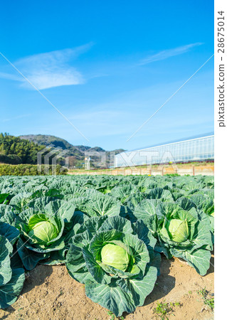 Cabbage vegetables Speaker farmhouse Agriculture TPP leafy vegetables 28675014