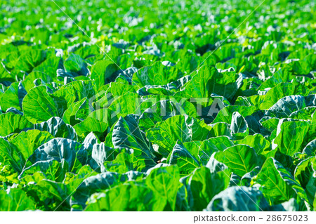 白菜蔬菜揚聲器農家農業TPP綠葉蔬菜 白菜蔬菜揚聲器農家農業TPP綠葉蔬菜 28675023