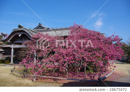Nabeshima House and Hibiki no Kokoro Cherry Shimabara Peninsula Nabeshima House Kurosaki Cherry Blue Sky Nabeshima House and Hibiki no Kokoro Cherry Shimabara Peninsula Nabeshima House Kurosaki Cherry Blue Sky 28675072