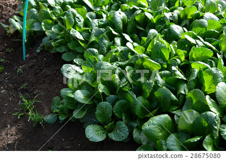 Early spring's home garden, landscape 28675080