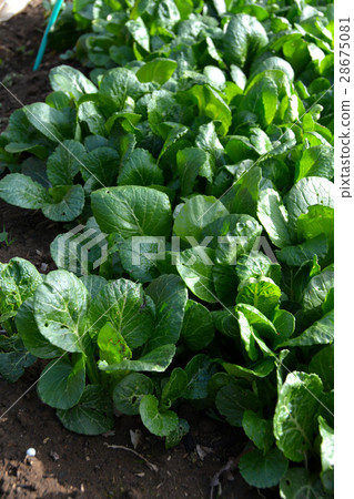 Early spring's home garden, landscape 28675081