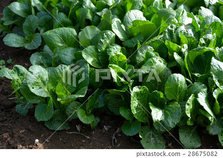 Early spring's home garden, landscape 28675082