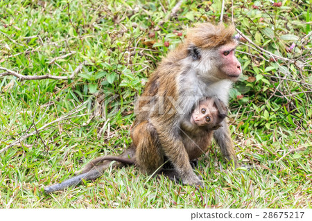 Sri-Lankan toque macaque Sri-Lankan toque macaque 28675217