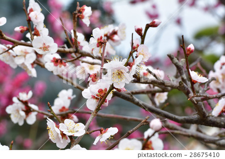 Sendai · Ryukokuji Sendai · Ryukokuji 28675410