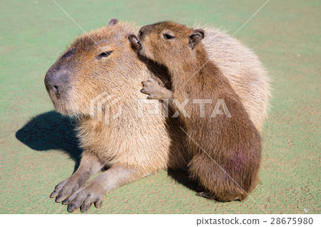 在伊豆仙人掌公園的水豚 28675980