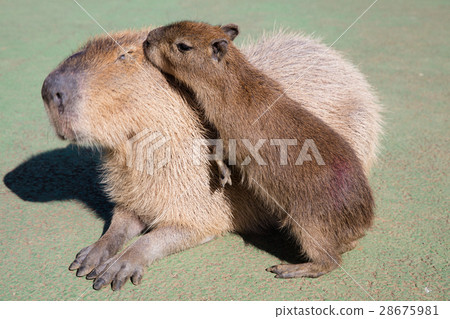 在伊豆仙人掌公園的水豚 28675981