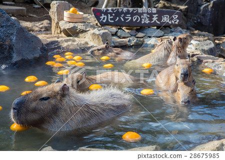 在伊豆仙人掌公園的水豚 在伊豆仙人掌公園的水豚 28675985