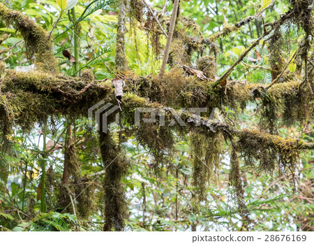 Branch tree with the lichen (Usnea exasperata). Branch tree with the lichen (Usnea exasperata). 28676169