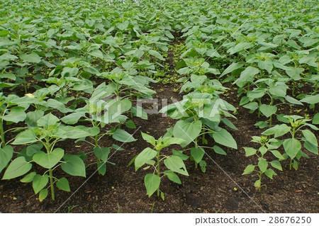 Sunflower field, cultivation of sunflower (Sunflower Field) 28676250