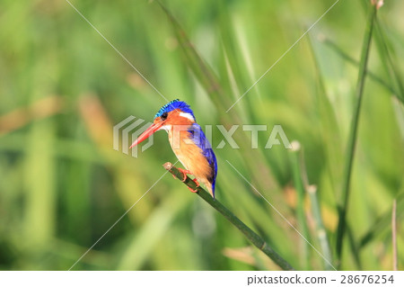 Komuri kingfisher 28676254