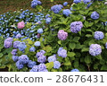 hydrangea   28676431