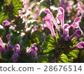 Lamium amplexicaule 28676514