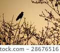Crow's silhouette 28676516