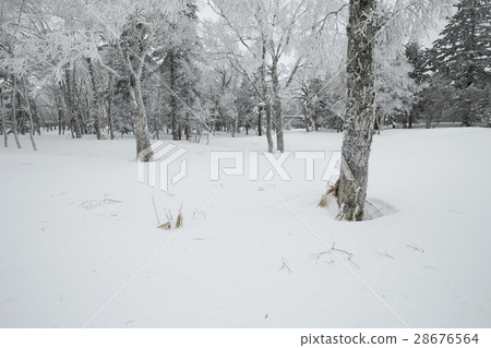 White Forest 28676564