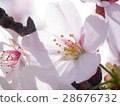 Cherry Blossoms	 28676732