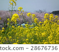 Rape blossoms and cherry blossoms 28676736