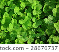 Clover  28676737