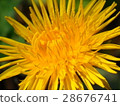  Dandelion 28676741