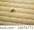 Jumping spider 28676773