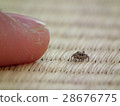 Fly fingers and fingers 28676775