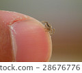 Fly ribs and fingers 2 28676776