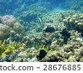 The sea of Micronesia 28676885