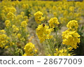 Rape blossoms 28677009