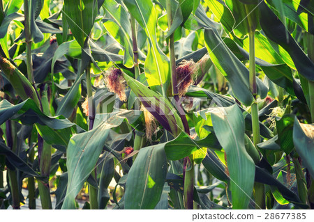 close up corn plant on green field close up corn plant on green field 28677385