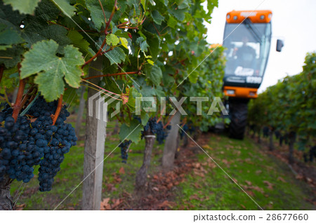 Mechanical harvesting of grapes in the vineyard Mechanical harvesting of grapes in the vineyard 28677660