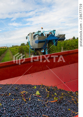 Mechanical harvesting of grapes in the vineyard Mechanical harvesting of grapes in the vineyard 28677759