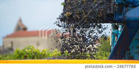 Mechanical harvesting of grapes in the vineyard 28677768
