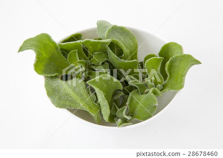 Ice plant 28678460