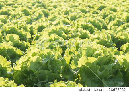 Lettuce farm background Lettuce farm background 28678632