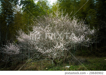 Plum and bamboo 28680902