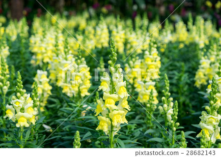 Snapdragon,Scrophulariaceae,yellow flower 28682143