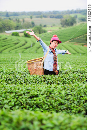 Asia Woman picking tea leaves in tea plantation 28682436