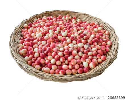 Carissa carandas,Carunda,Karonda seeds ripe 28682899