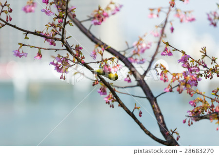 Kawazu cherry tree and mezzo 28683270