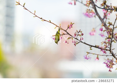 河津櫻花和mezzo 28683271