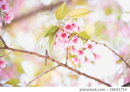 Himalayan Cherry (Prunus cerasoides) blooming at pang khon mount 28683754