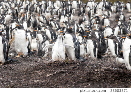 Gentoo Penguin Colony 28683871
