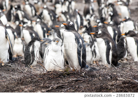 Gentoo Penguin Colony 28683872