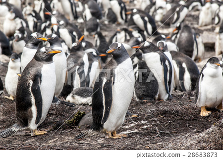 Gentoo Penguin Colony 28683873