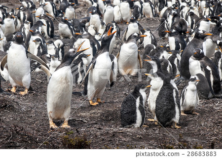 Gentoo Penguin Colony 28683883