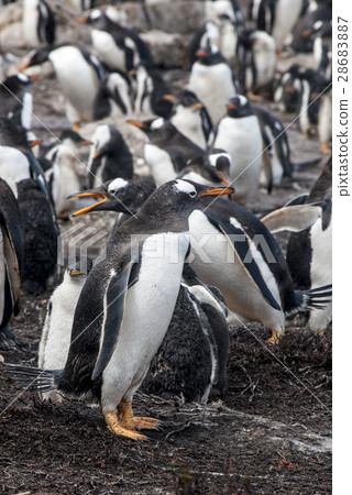 Gentoo Penguin Colony 28683887